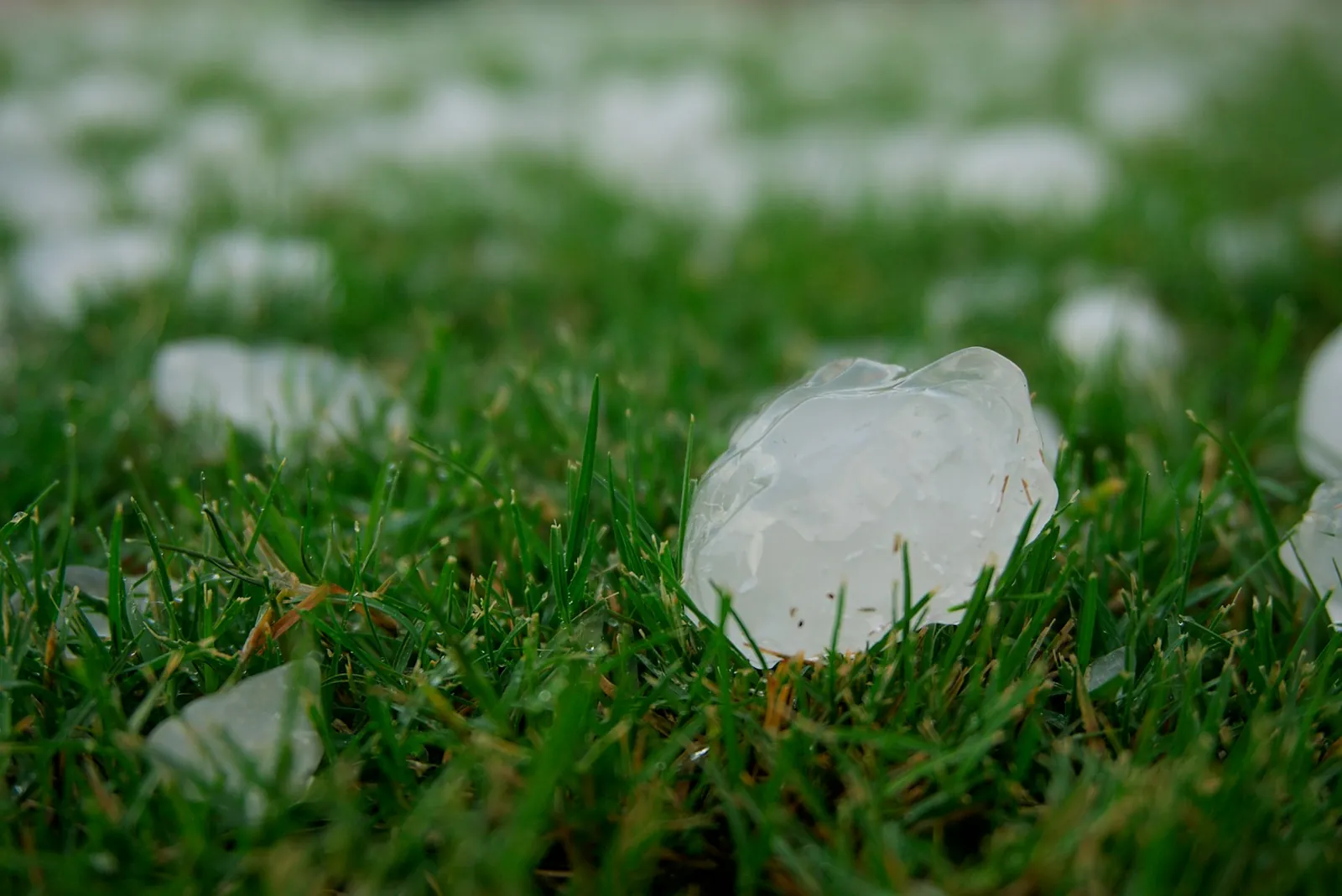 Large hailstones scattered across green grass after a summer storm